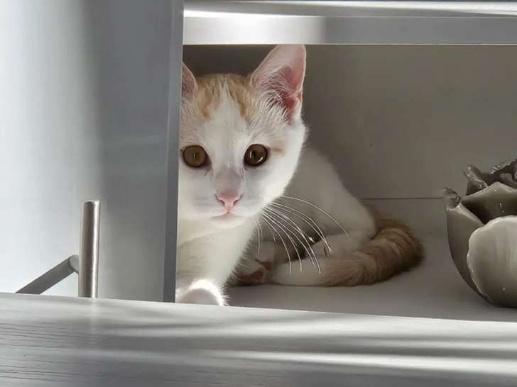 À adopter : chaton mâle roux et blanc