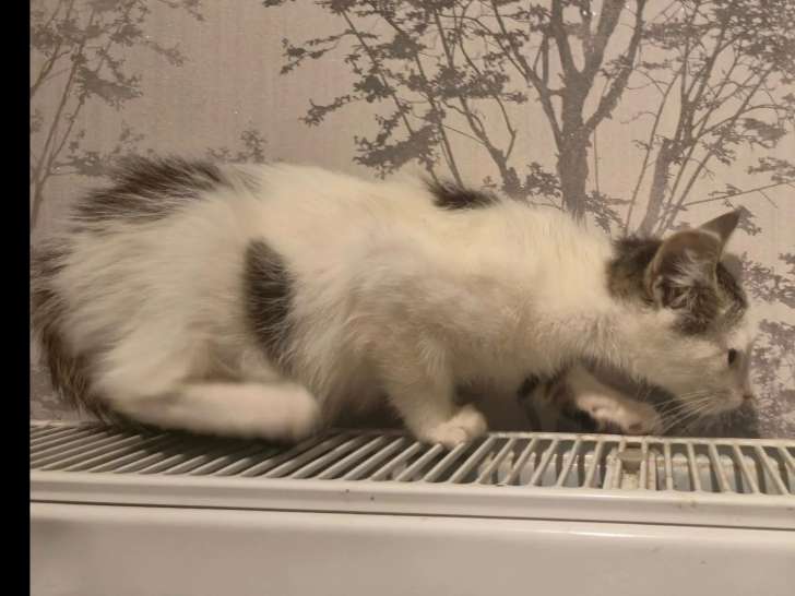 Disponible à l'adoption : chaton mâle de 3 mois