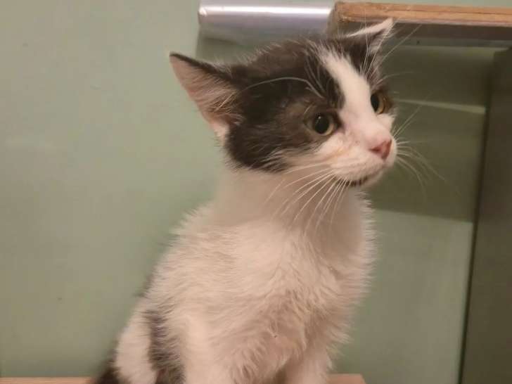 En attente d'adoption : chaton mâle gris et blanc