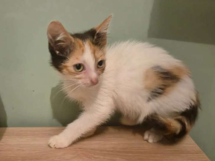 Prête pour l'adoption : chatonne tricolore