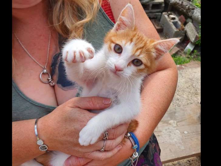 En attente d'une famille : chaton mâle de 4 mois