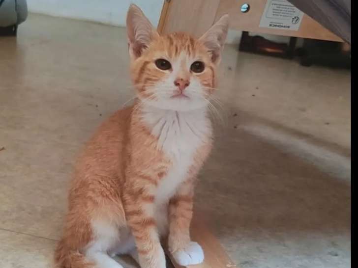 À accueillir : chaton mâle de 2 mois