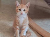 À accueillir : chaton mâle de 2 mois