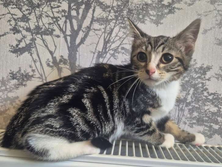 En quête d'un foyer : chatonne tigrée