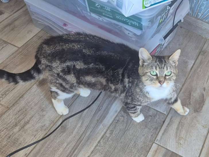 Adoption disponible : chatte de 3 ans