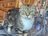 Adoption disponible : chatte de 3 ans