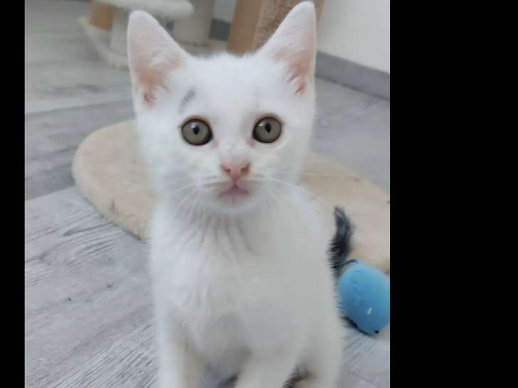 À la recherche d'un foyer : chatonne blanche