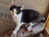 Chatonne de 4 mois à adopter