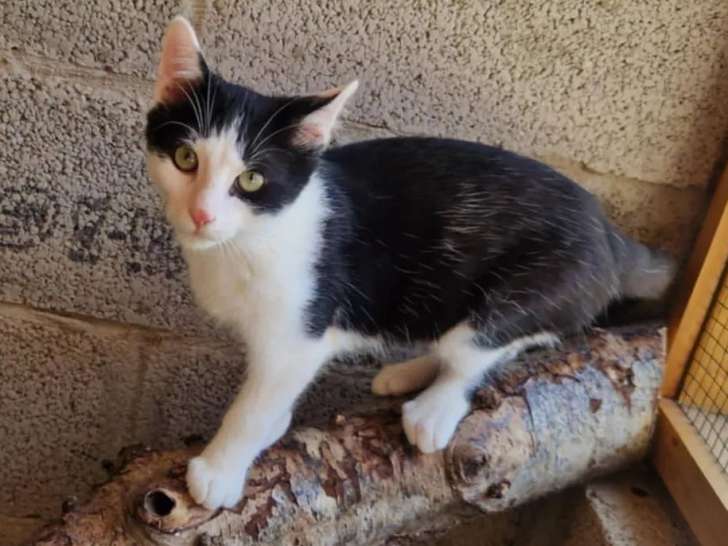 Chatonne de 4 mois à adopter