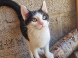 Chatonne de 4 mois à adopter