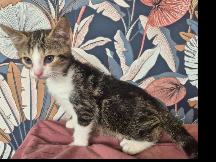 Chaton femelle tigré blanc disponible à l'adoption