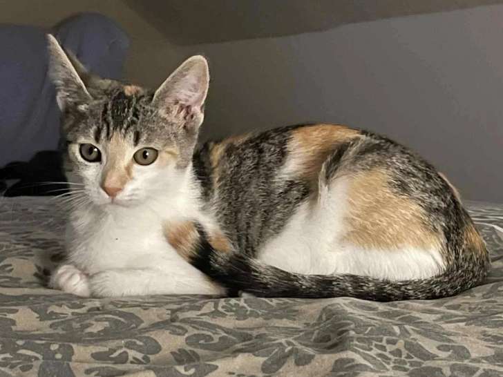 Chatonne tricolore en attente d'adoption