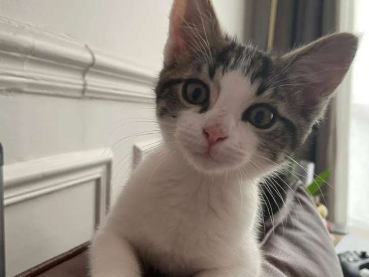 À adopter : chaton mâle tigré blanc
