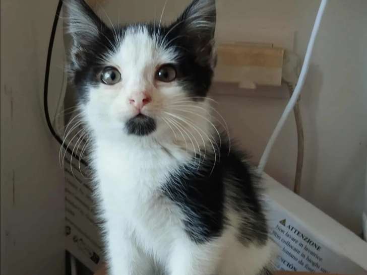 Disponible à l'adoption : chaton mâle de 4 mois