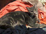 Prêt pour l'adoption : chaton mâle tigré gris