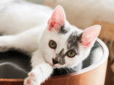 En quête d'une famille : chaton mâle gris et blanc