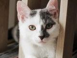 En quête d'une famille : chaton mâle gris et blanc