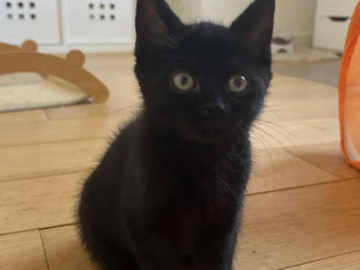 Adoption disponible : chaton femelle noir