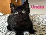 Adoption disponible : chaton femelle noir