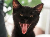 À accueillir : chaton mâle de couleur noire