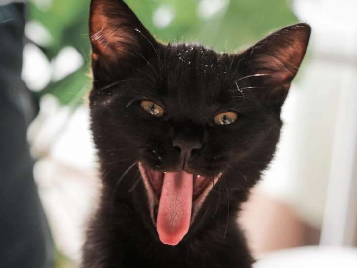 À accueillir : chaton mâle de couleur noire