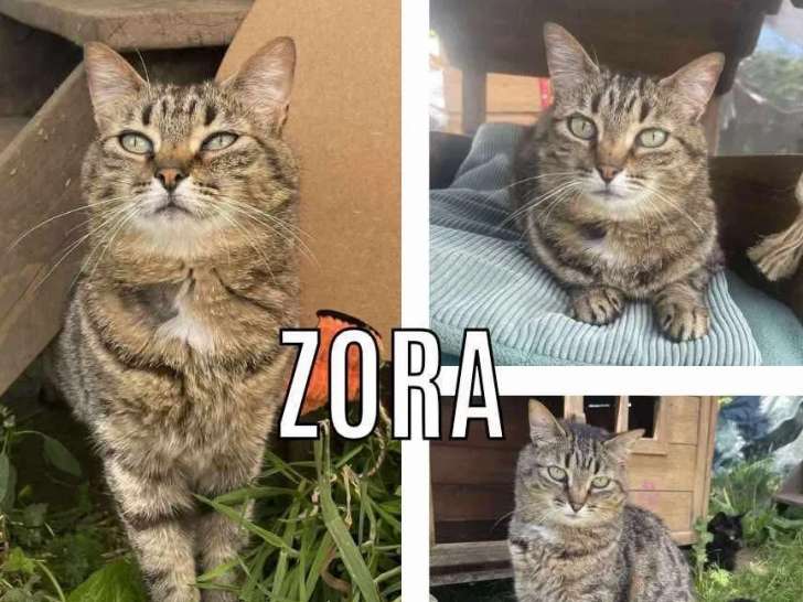 À la recherche d'un foyer : chatte de 2 ans