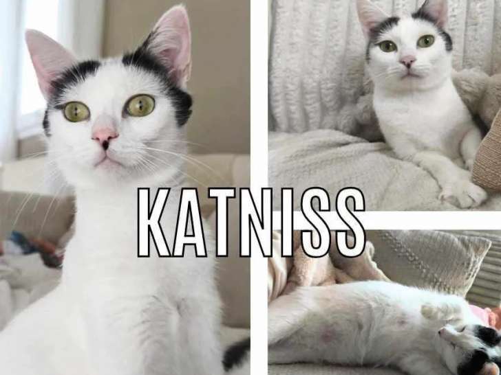 Chatte d'un an à adopter