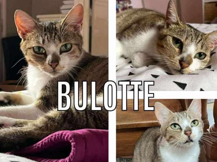 Chatte tigrée blanche disponible à l'adoption