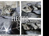 Chatte tigrée grise en attente d'adoption