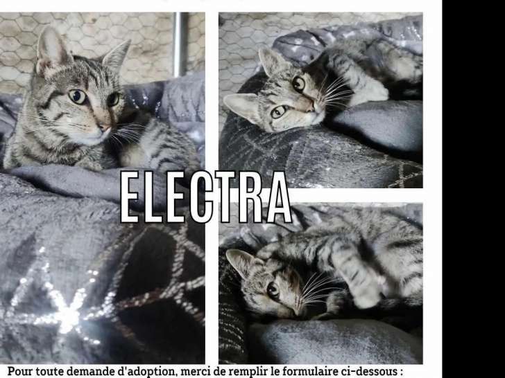 Chatte tigrée grise en attente d'adoption