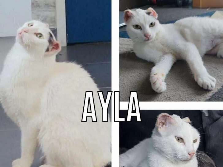 Chatte âgée de 5 ans prête pour l'adoption