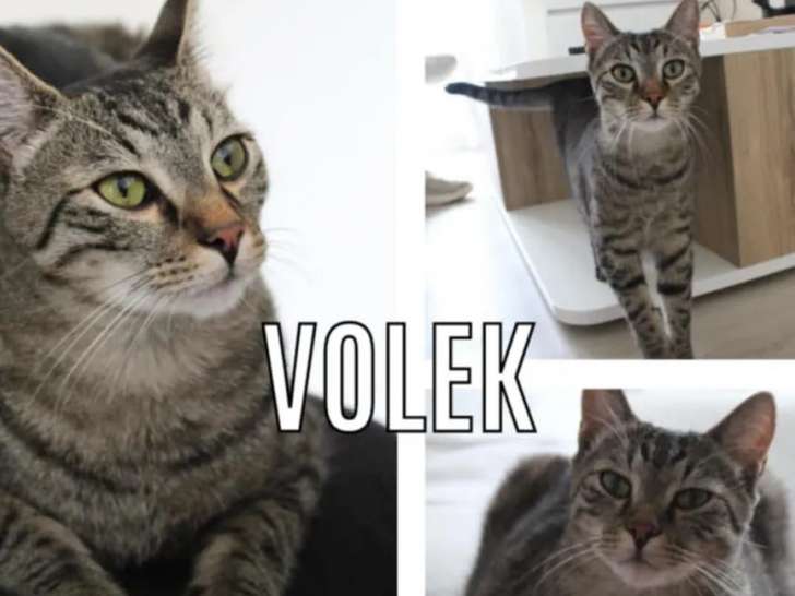 Chat au pelage tigré en attente d'une famille