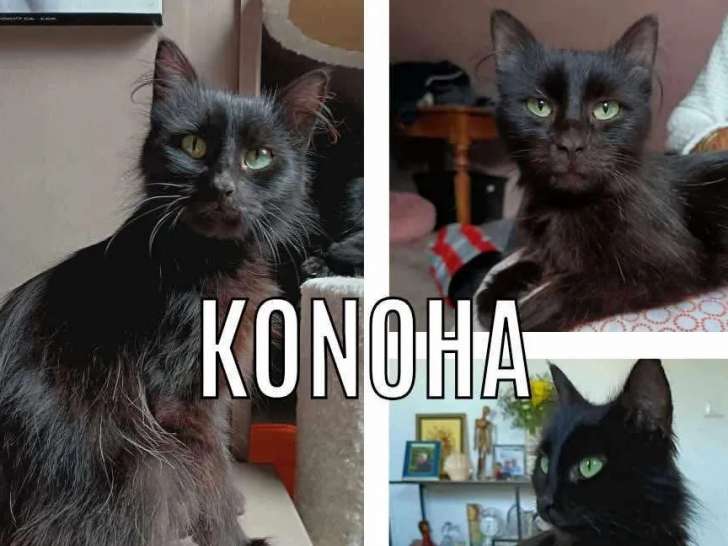 Chatte de couleur noire à accueillir