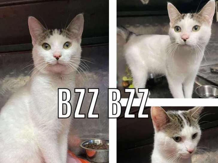 Chat au pelage tigré blanc en quête d'une famille