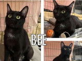 Adoption disponible : chatte de 3 ans
