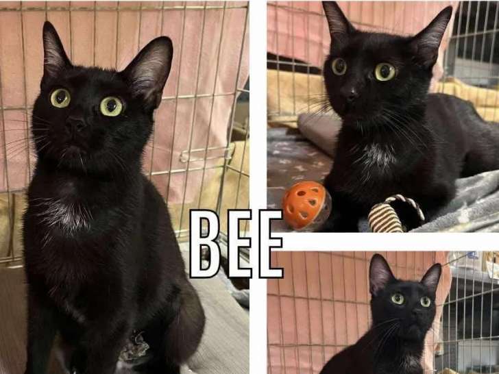 Adoption disponible : chatte de 3 ans