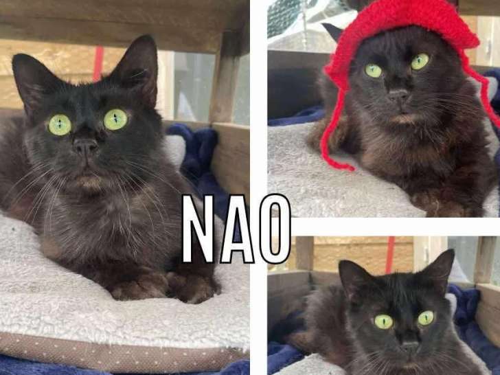 Chat de 4 ans à la recherche d’un foyer