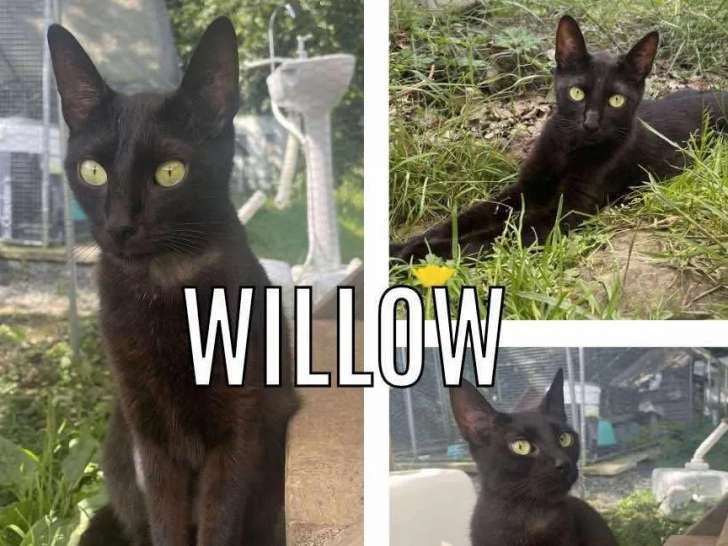 À adopter, chatte âgée d’un an