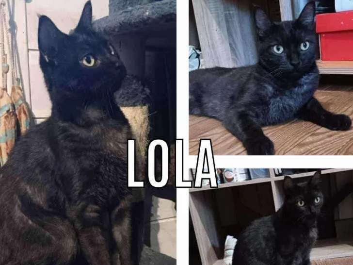 Disponible à l'adoption, chatte au pelage noir