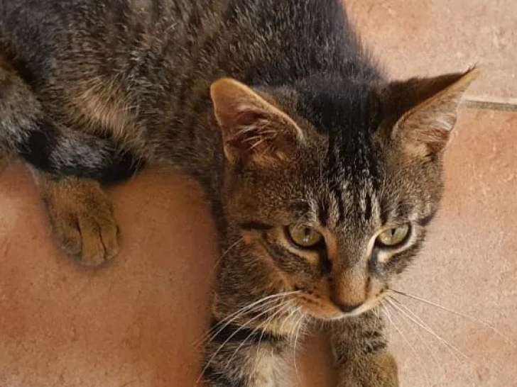 En attente d'adoption, chaton mâle de 4 mois