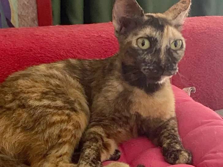 Prête pour l’adoption, chatte âgée de 2 ans