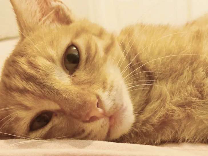 En attente d’un foyer, chaton mâle tigré roux