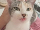 À accueillir, chatte d'un an