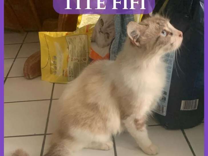 En quête d’un foyer, chatte au pelage tricolore