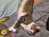 Adoption disponible : chat tigré