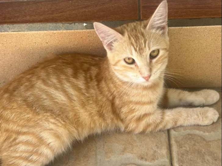 À la recherche d'un foyer, chatonne de 11 mois