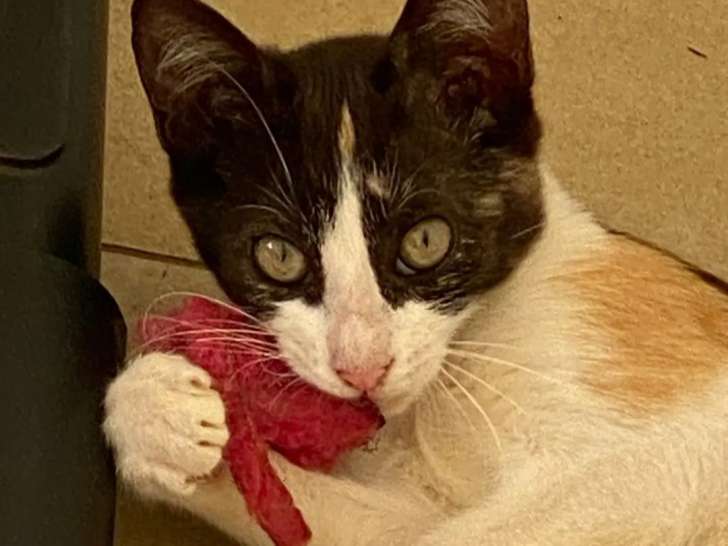 À adopter : chaton femelle tricolore