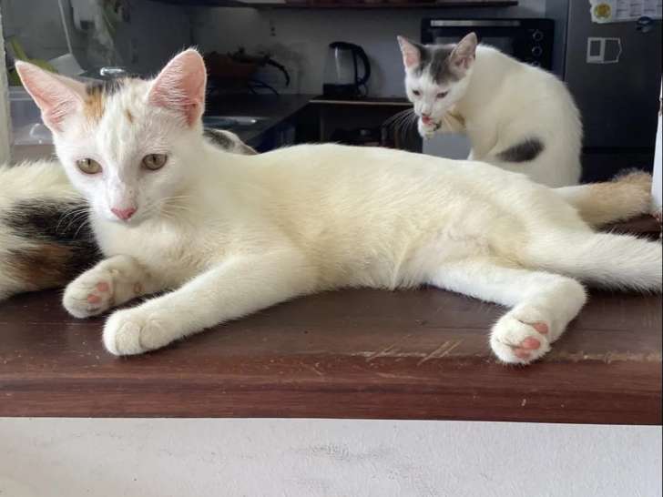 Disponible à l'adoption : chaton femelle de 6 mois