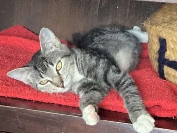 En attente d’adoption : chaton femelle de 5 mois