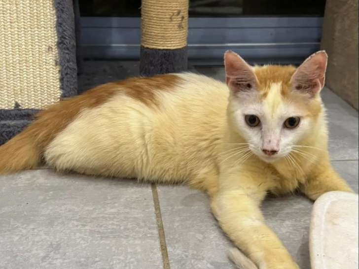 Prêt pour l'adoption : chaton mâle roux et blanc